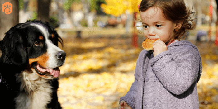 Golden Mountain Dog Family