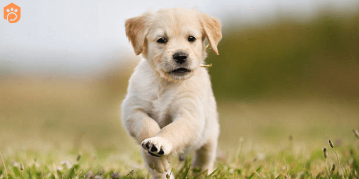 Mini golden Retriever Dog