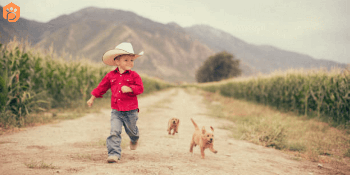 Mini Golden Retriever Dog