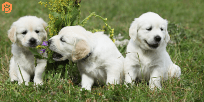 Mini Golden Retriever Dog