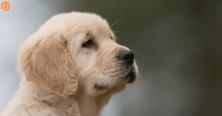 Mini Golden Retriver