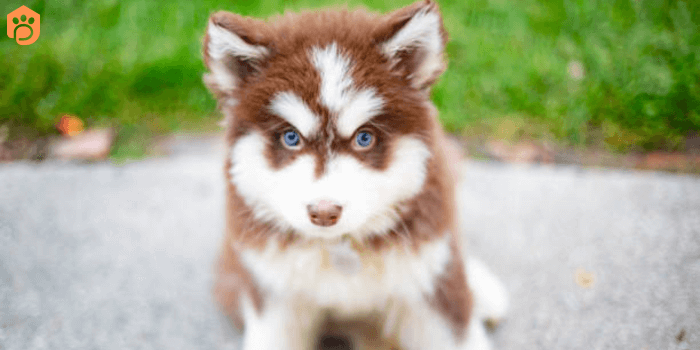 Teacup Pomsky