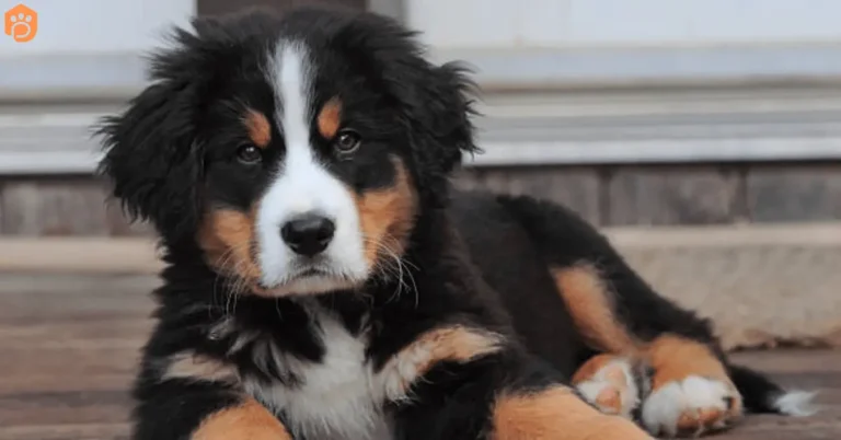 Mini Bernese Mountain Dog