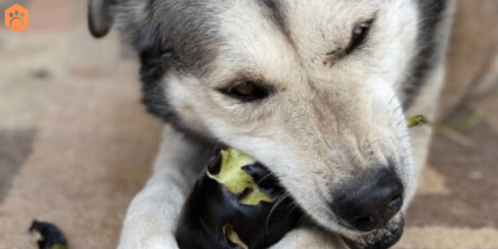 can dogs eat eggplant