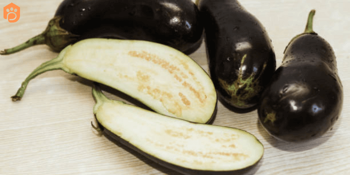 can dogs eat eggplant