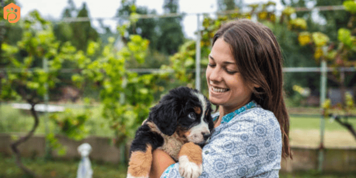 Mini Bernese Mountain Dog Families Pets