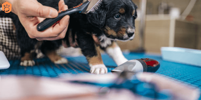 Mini Bernese Mountain-Dog Grooming