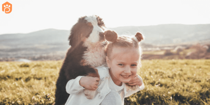 Mini Bernese Mountain Dog Hiking