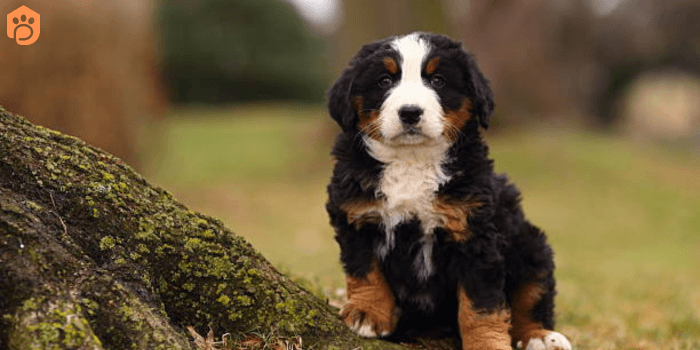 Mini Bernese Mountain