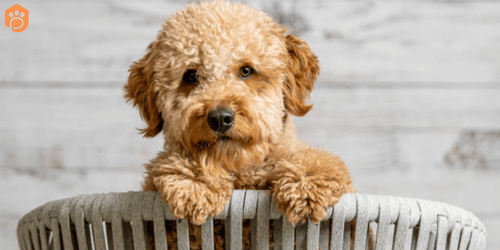 Wiry goldendoodle clearance