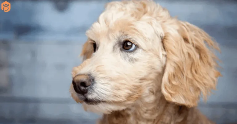 Miniature Goldendoodle