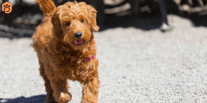 Miniature Goldendoodle