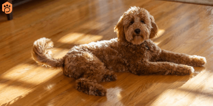 Miniature Goldendoodle