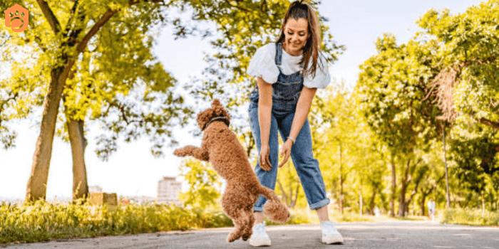 Miniature Goldendoodle