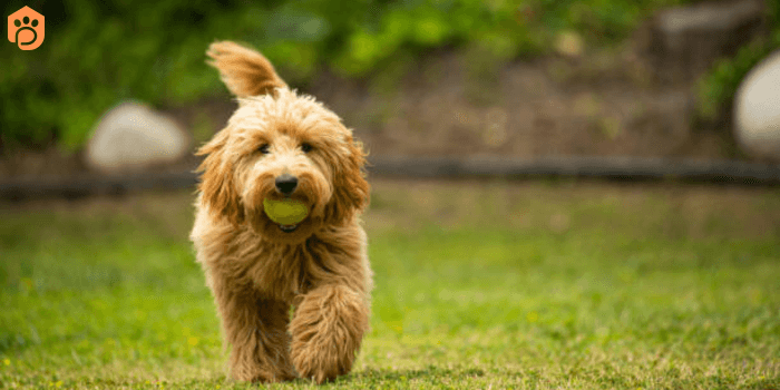 Miniature Goldendoodle