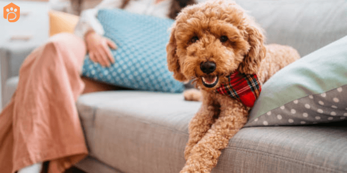 Miniature Goldendoodle