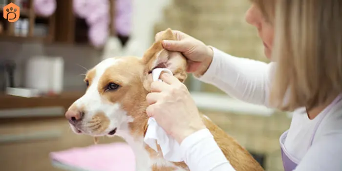 clean your dog's ears