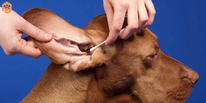 clean your dog's ears cotton balls