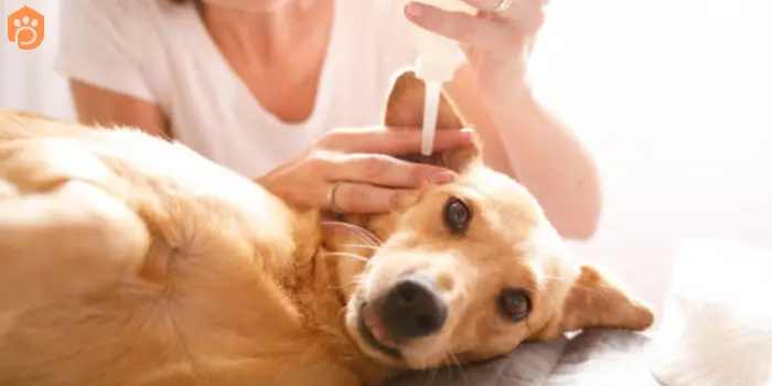 clean your dog's ears homemade solution