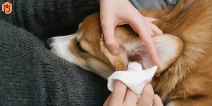 clean your dog's ears with hydrogen peroxide