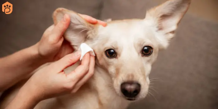 clean your dog's ears