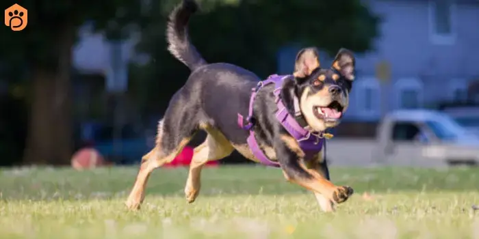 Rottweiler German Shepherd Mix Bark a Lot