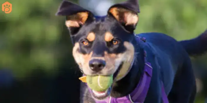 Rottweiler German Shepherd Mix Good With Kids