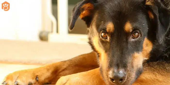 Rottweiler German Shepherd Mix Nail Trimming