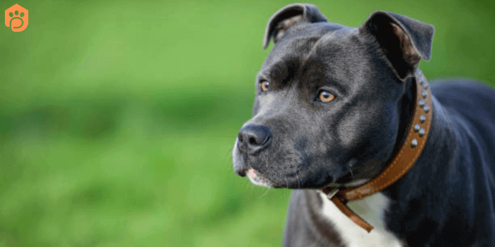 Rottweiler Pitbull Mix