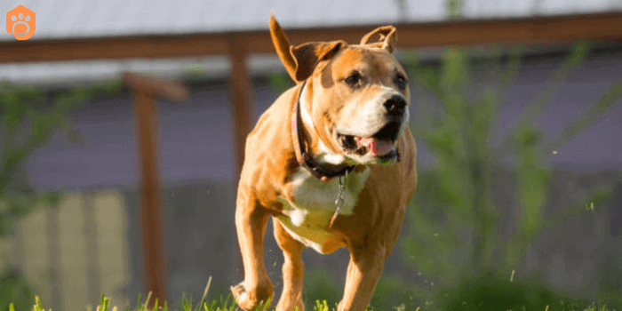 Rottweiler Pitbull Mix