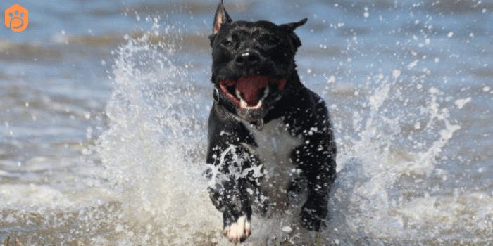 Rottweiler Pitbull Mix