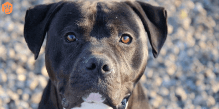 Rottweiler Pitbull Mix