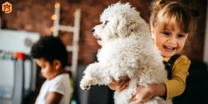 Australian Bernedoodle