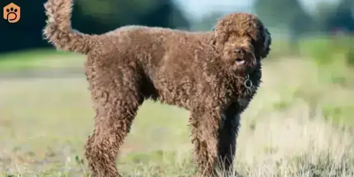 Australian Bernedoodle