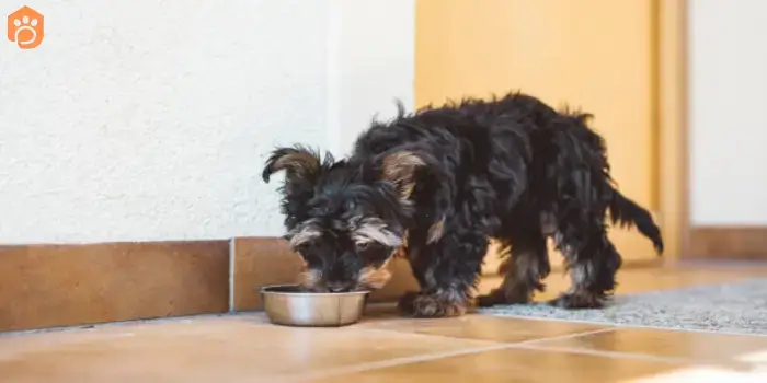 Australian Bernedoodle