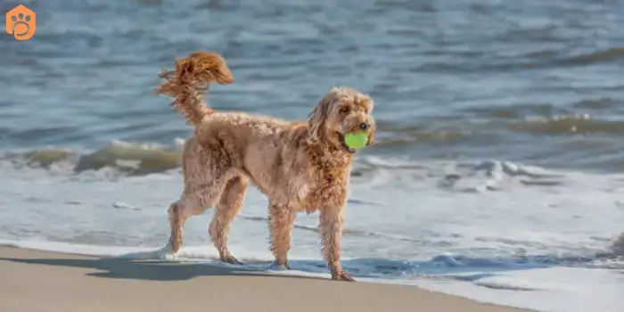 Australian Bernedoodle