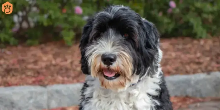 Australian Bernedoodle