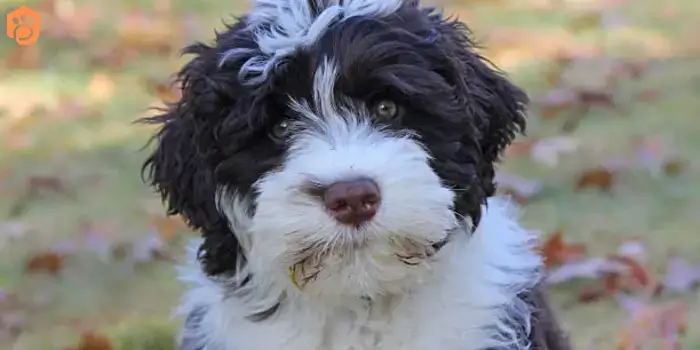 Australian Bernedoodle