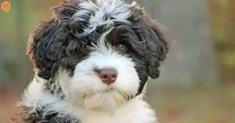 australian-bernedoodle