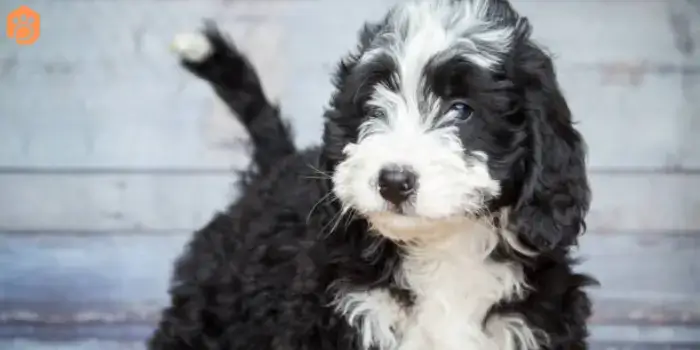 Australian Bernedoodle