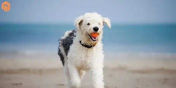 Australian Bernedoodle