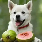 can-dogs-eat-guava