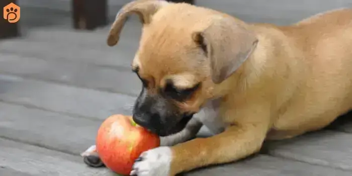 can-dogs-eat-guava-apple