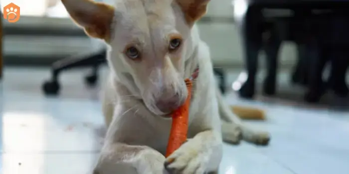 can-dogs-eat-guava-carrot