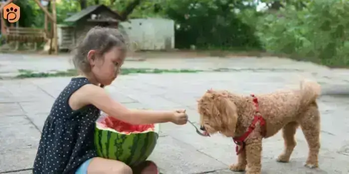 can-dogs-eat-guava-watermelon