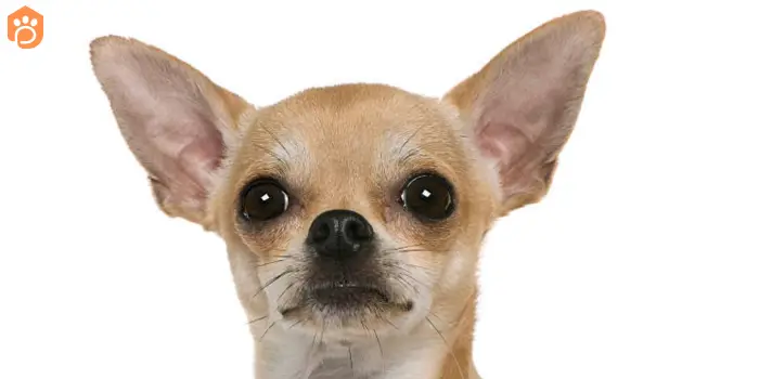 chihuahuas-dog-breed-deer-head