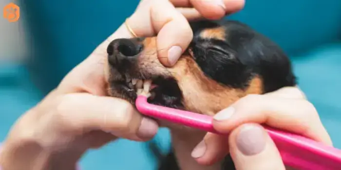 chihuahuas-dog-breed-dental-care