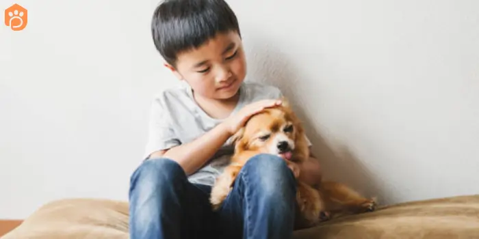 chihuahuas-dog-breed-good-with-children