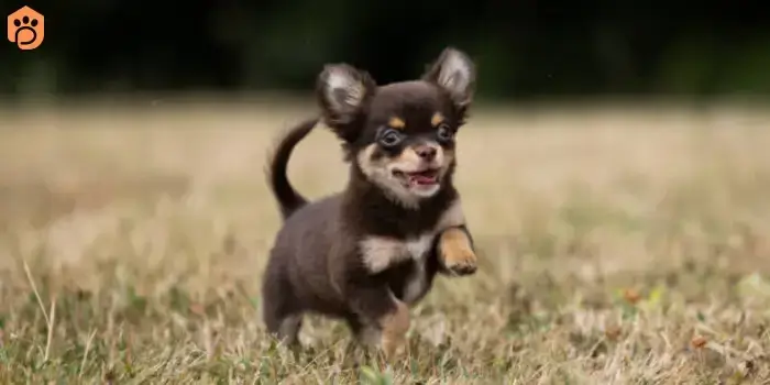 chihuahuas-dog-breed-how-fast-run