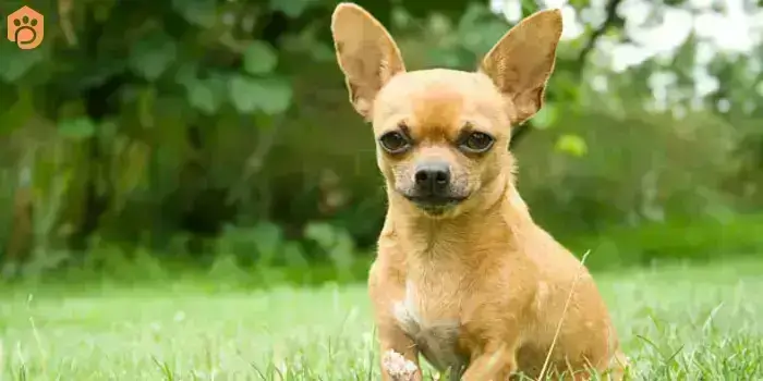 chihuahuas-dog-breed-sociable